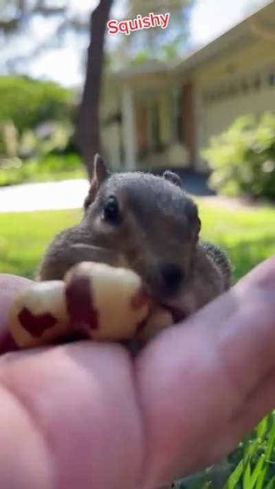 ?Feeding a wild chipmunk some nuts