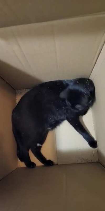You can see the moment that the catnip hits him ?