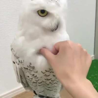 ? A good measure on how fluffy is this superbOwl ?