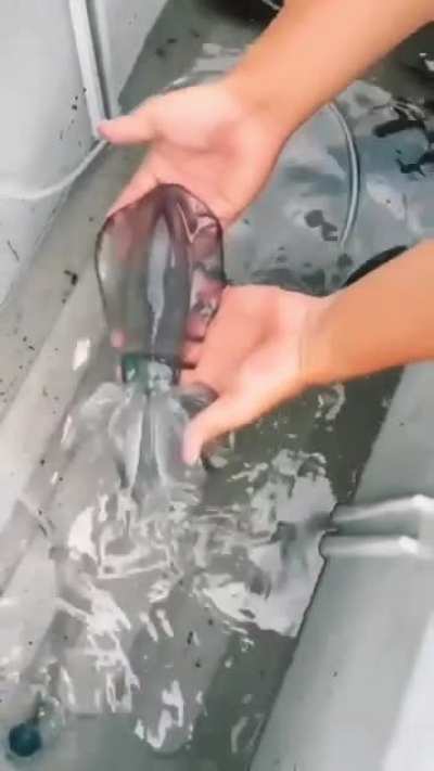 ? A Squid changing color. ?