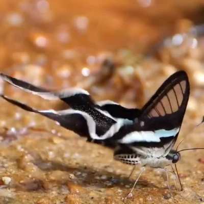 Never knew such beauties existed ? *Dragontail Butterfly*
