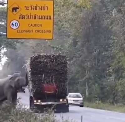 Elephant tax
