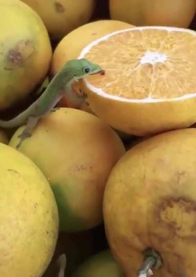 ? Tiny lizard licking lemon