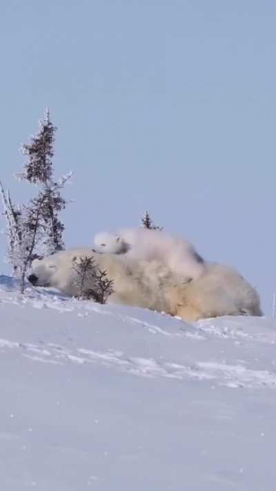 This is the cutest video ever ? ❄