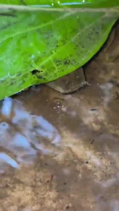 This animal looks kinda strange