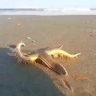 ? Starfish walking on a beach with its many legs