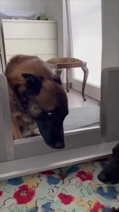Dog Father amazed and surprised with his Puppies after see them for the first time