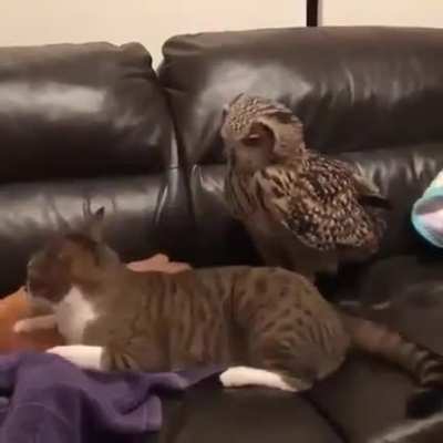 King of the Couch