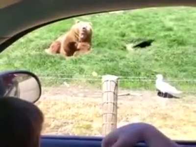Hi Bear, do you wanna have some toasted bread!!