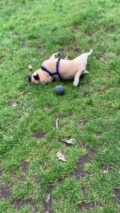 Pug the pug screaming at her toys again ?