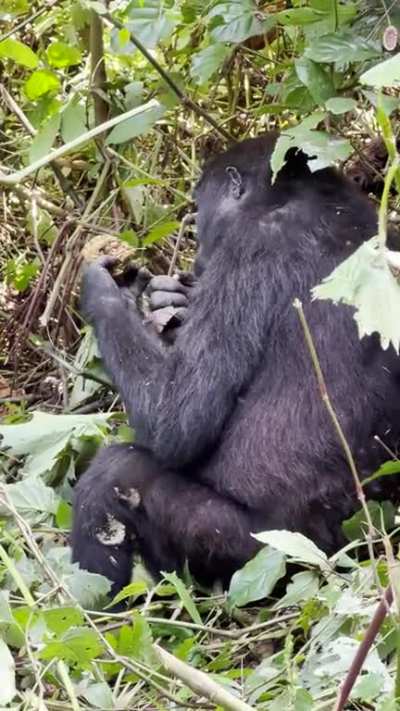 Bon Appetit