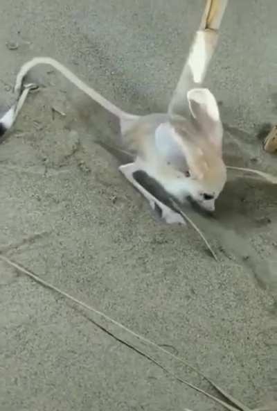 ? Jerboa Rodents
