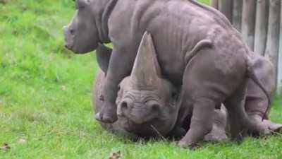 Even baby tanks can irritate their mothers occasionally.