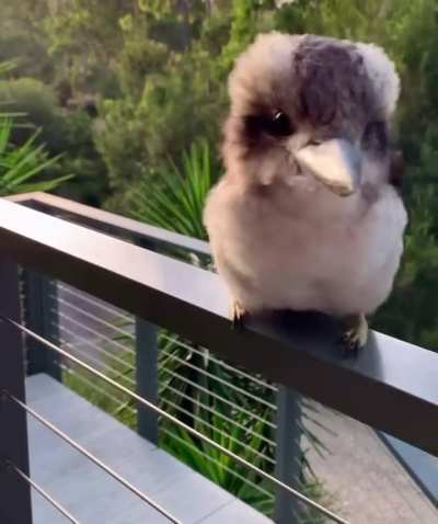 ? Adorable baby Kookaburra shows off its signature laugh
