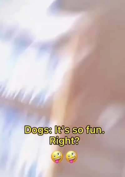 He was just a bored dog looking for entertainment