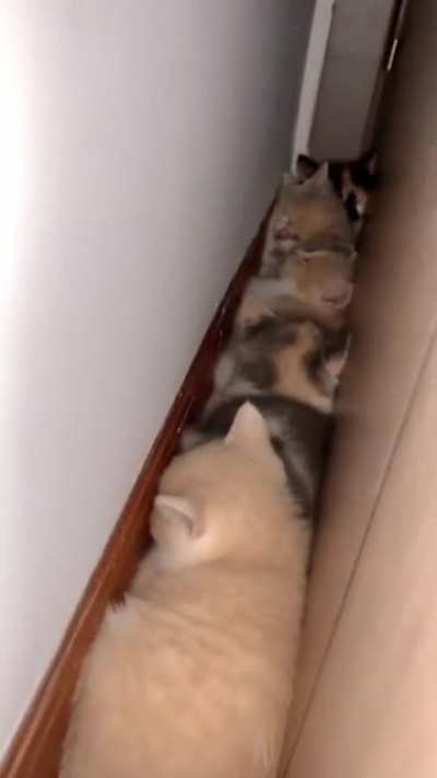We fit we lie
