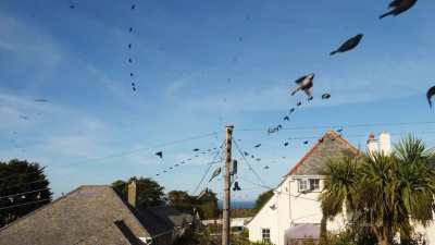 ? Time-lapse of Birds outside house just being lit...