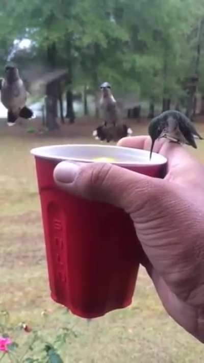 ? Hummingbirds having a drink