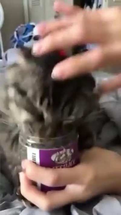 Too much catnip?❤️