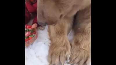 ? Big boy being fed strawbearies