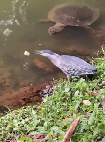? Green heron using a piece of bread to lure fish