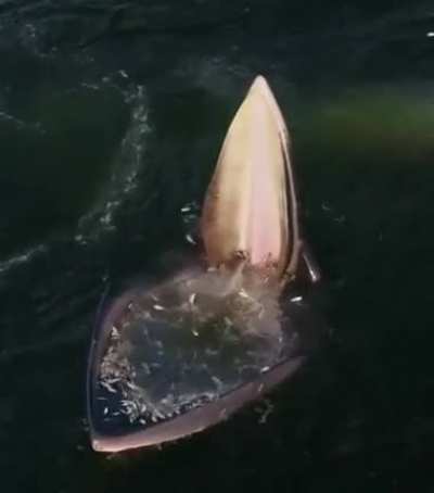 Whale's trick