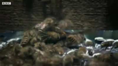 ? Bees kill a giant hornet with heat generated by their vibrating bodies