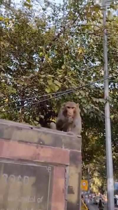 Monkey is eating chewing tobacco in the center of New-Delhi.