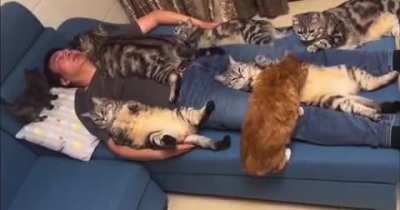 Scientists: "cats relieve stress." Me the next day: