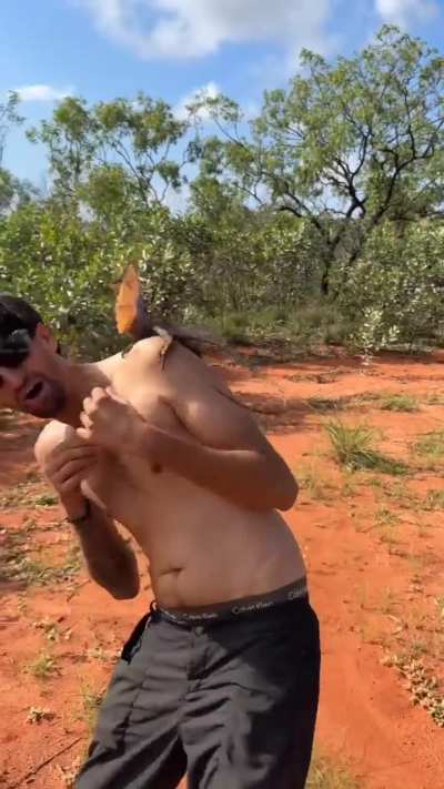 ? two french speaking guys encounter a Frill-necked lizard in the Australian outback.