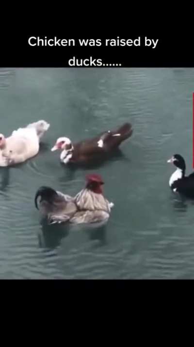 Duck duck chicken!