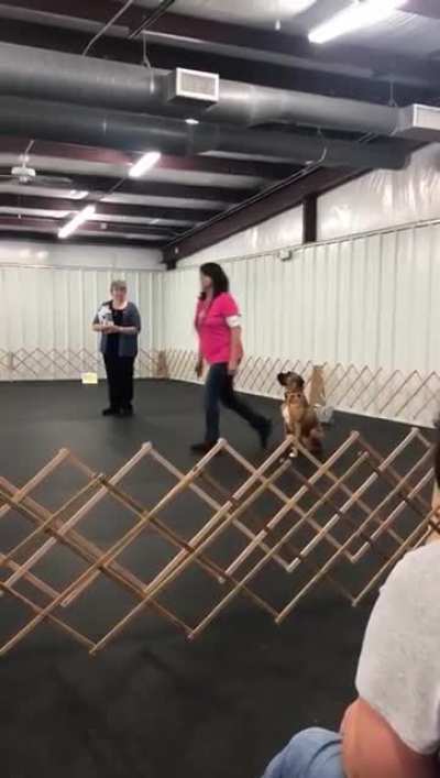 The dog is supposed to run up in front of her and sit.