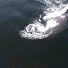 ? Blue Whale gulping up a meal and 10,000 Gallons of water! ???