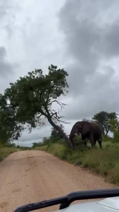 ? Elephant pull/push down tree to scratch it's itchy bum