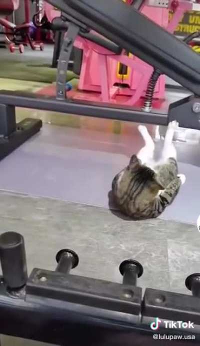 Dwayne "The Manx" Johnson