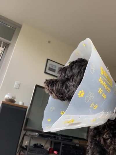 Vibrato dog ?[OC]