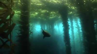 ?Seal swims in an underwater forest (of Kelp)