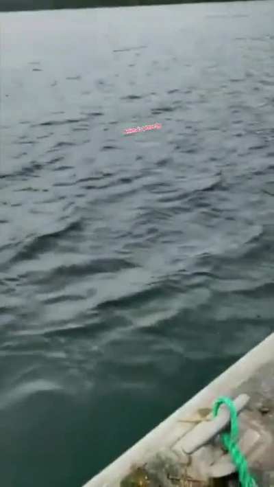 A Human, A Seal and a bunch of  Killer Whales.