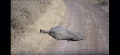 Cute baby elephant throws a tantrum
