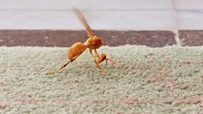 A bee trying to reattach it's head