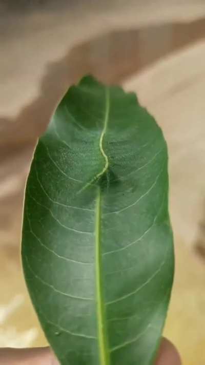 ? The common baron caterpillar on a mango leaf. The yellow/white spine on its back is perfectly aligned in colour and width with the midrib vein of the leaf from the plant on which it lives.