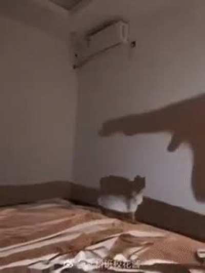 Cat hunter