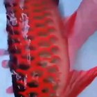 ? Shiny Red body of threatened Asian Arowana fish ?