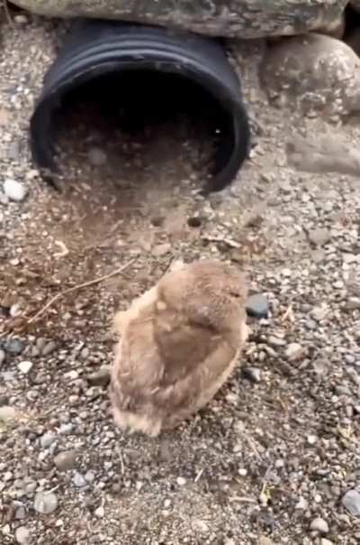 Cuteness of Burrowing owls ?