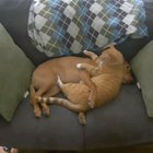 Dog &amp; cat hug
