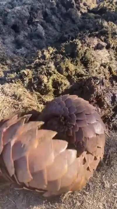? World Pangolin Day 2023