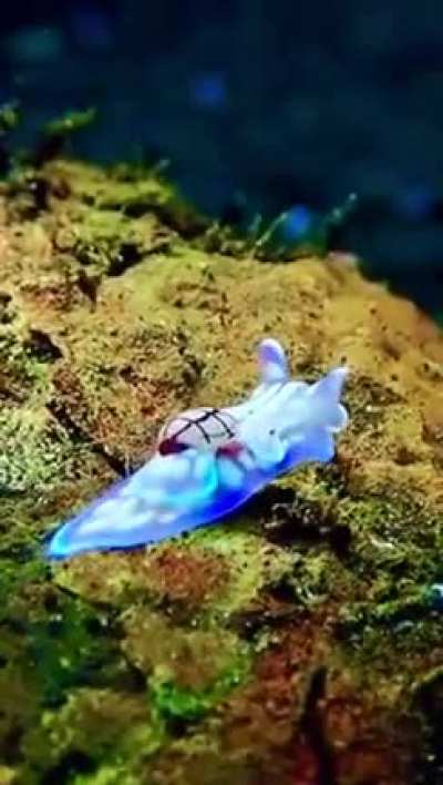 ? Micromelo undatus, common name the miniature melo, is an uncommon species of small sea snail or bubble snail, a marine opisthobranch gastropod mollusk. The thinly calcified shell is covered with undulating brown lines, crossed with two other spiral line