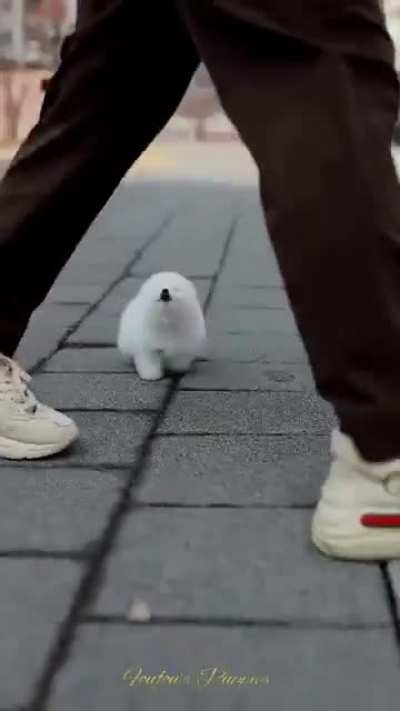 What is the type of dog?