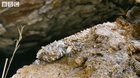? This is the spider-tailed viper. A snake found in the Zagros mountains of Iran, its entire body perfectly blended into the gypsum and limestone rocks, but the tip of its tail which resembles a spider, luring insectivorous birds within a striking rang