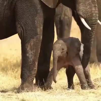 ? Newly born Elephant is helped onto his feet in Moremi Game Reserve in Botswana.